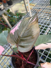Load image into Gallery viewer, Philodendron pink princess
