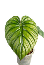 Load image into Gallery viewer, Philodendron sp. Columbia with large heart-shaped glossy green leaves.
