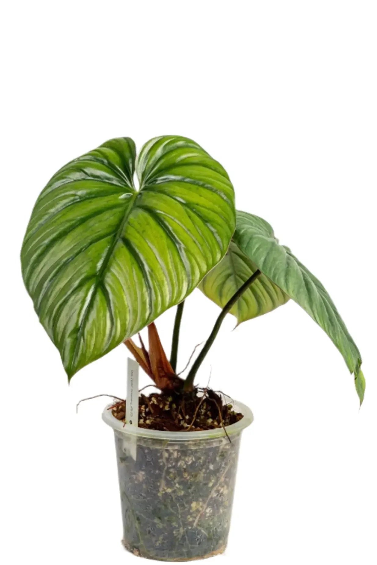 Philodendron sp. Columbia – TEG