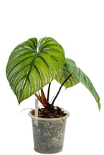 Load image into Gallery viewer, Philodendron sp. Columbia with large heart-shaped glossy green leaves.
