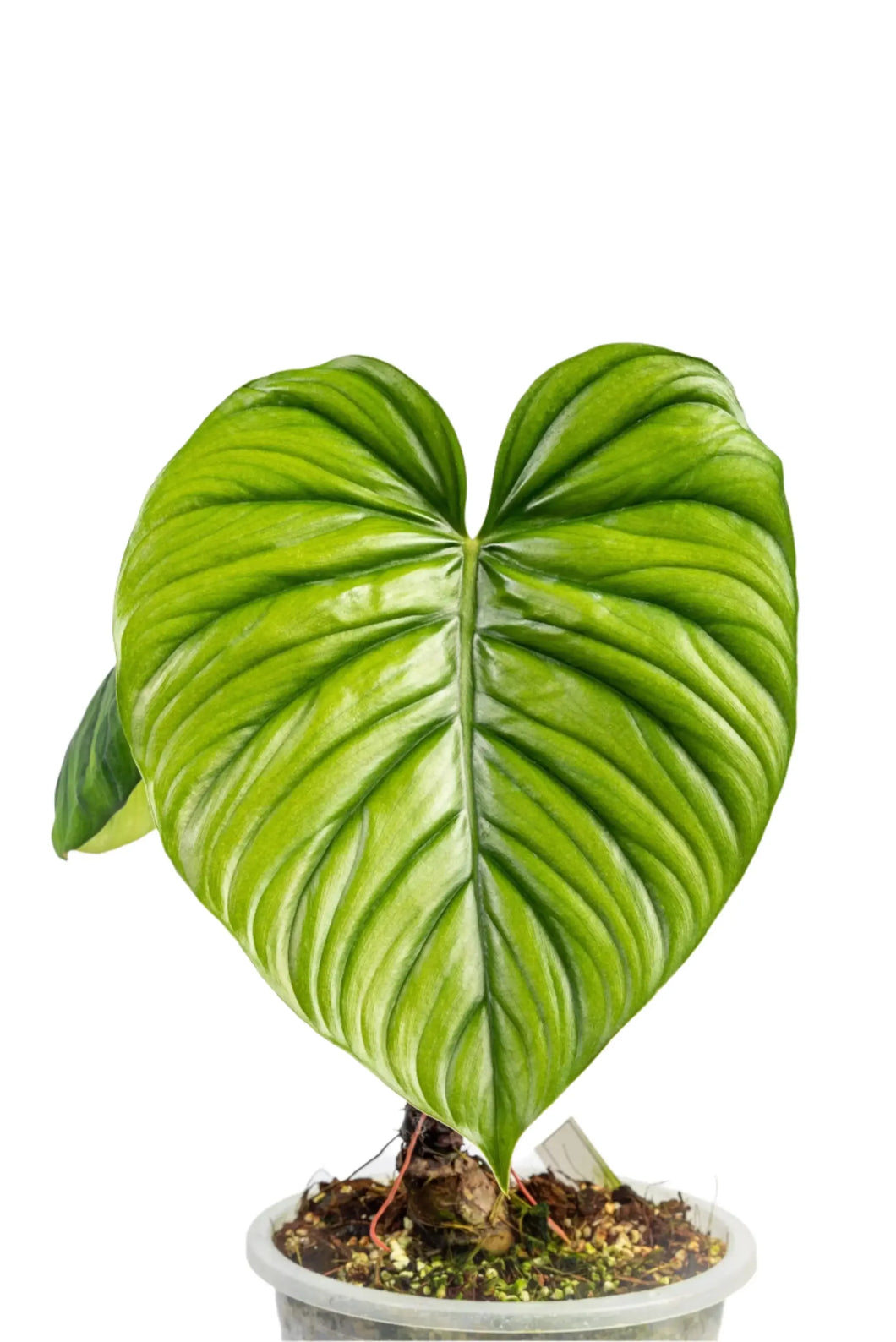 Philodendron sp. Columbia with large heart-shaped glossy green leaves.