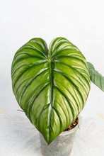 Load image into Gallery viewer, Philodendron sp columbia
