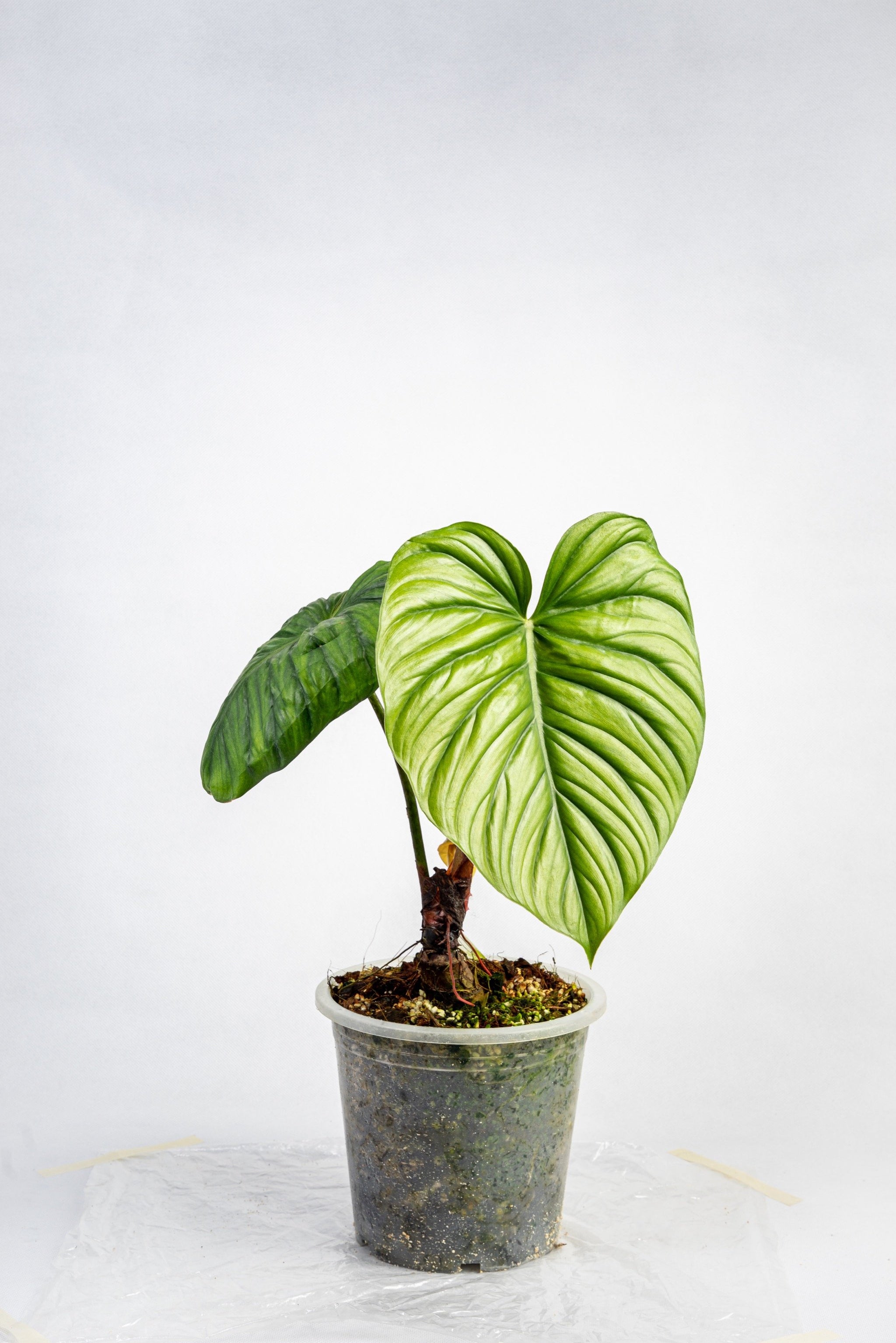 雑誌で紹介された Philodendron sp columbia – Thai Exotic Greenery その他観葉植物