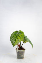 Load image into Gallery viewer, Philodendron sp columbia

