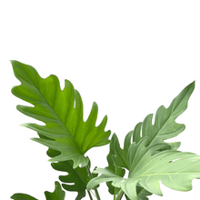 Load image into Gallery viewer, Philodendron pinnatifidum
