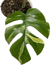 Load image into Gallery viewer, Rhaphidophora tetrasperma albo variegated with split leaves and creamy white variegation.
