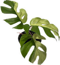 Load image into Gallery viewer, Rhaphidophora tetrasperma albo variegated with split leaves and creamy white variegation.
