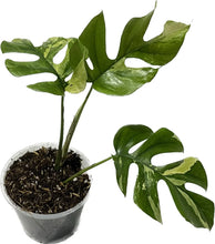 Load image into Gallery viewer, Rhaphidophora tetrasperma albo variegated with split leaves and creamy white variegation.
