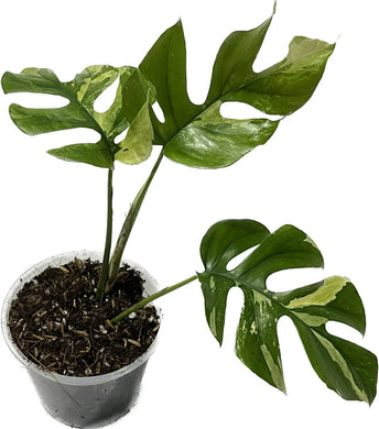 Rhaphidophora tetrasperma albo variegated with split leaves and creamy white variegation.