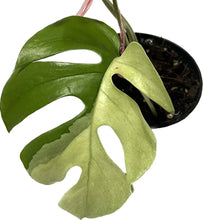 Load image into Gallery viewer, Rhaphidophora tetrasperma albo variegated with split leaves and creamy white variegation.

