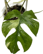 Load image into Gallery viewer, Rhaphidophora tetrasperma albo variegated with split leaves and creamy white variegation.
