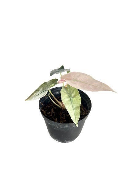 Alocasia amazonica variegated