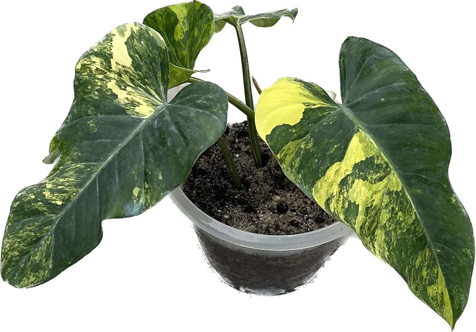 philodendron domesticum variegated Philodendron domesticum variegated – Thai Exotic Greenery