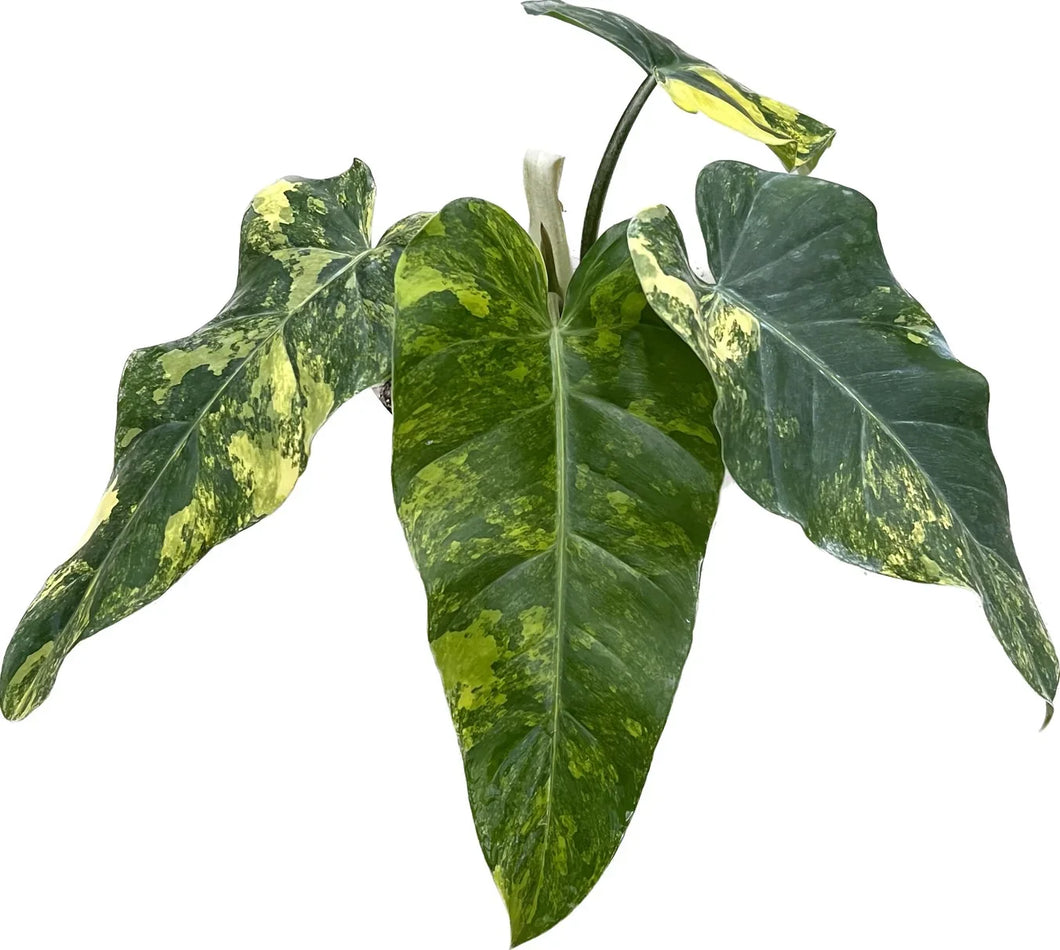 variegated philodendron Philodendron domesticum variegated – Thai Exotic Greenery