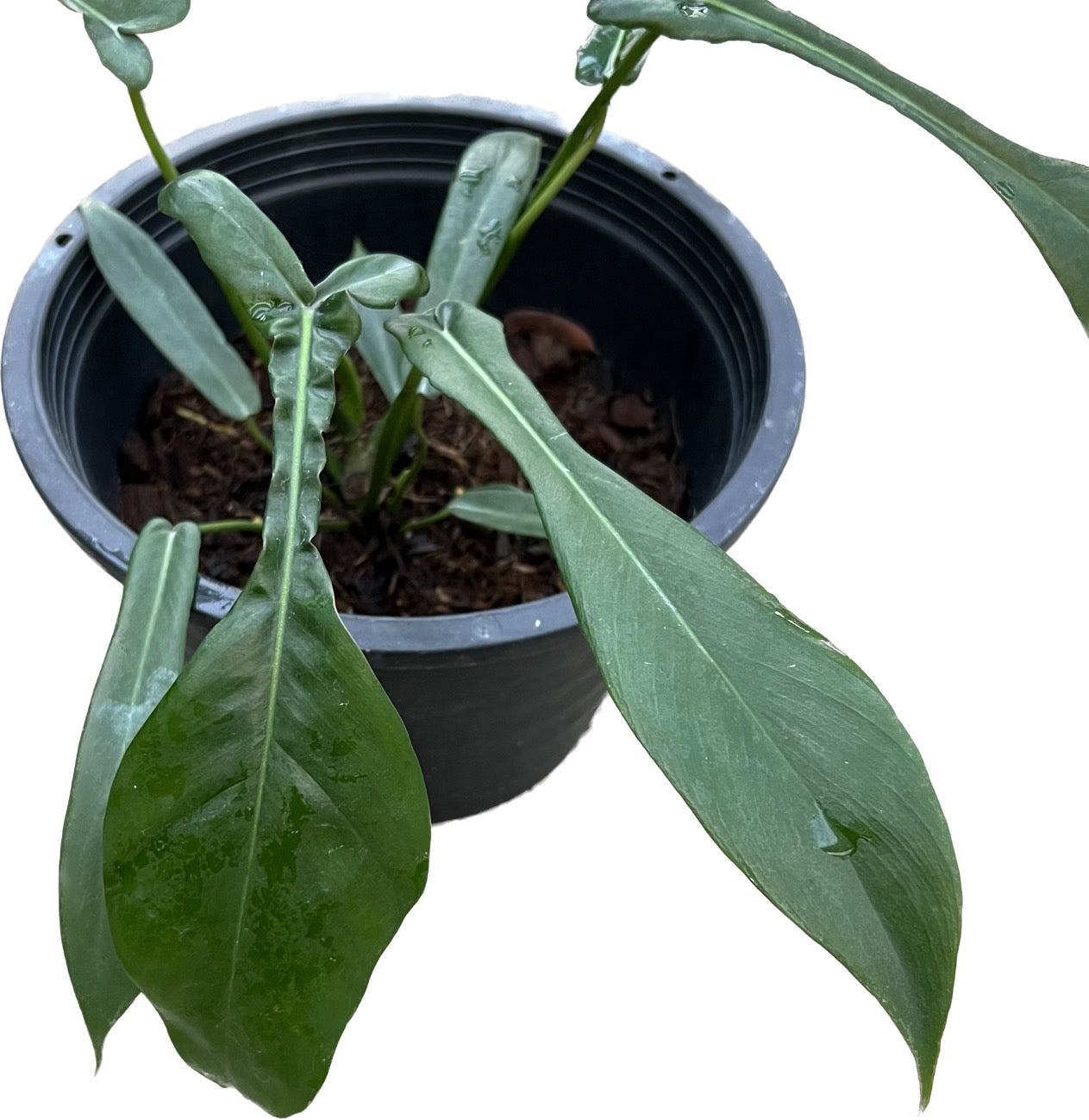Philodendron joepii (large) – Thai Exotic Greenery
