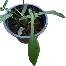 Load image into Gallery viewer, Philodendron joepii (large)
