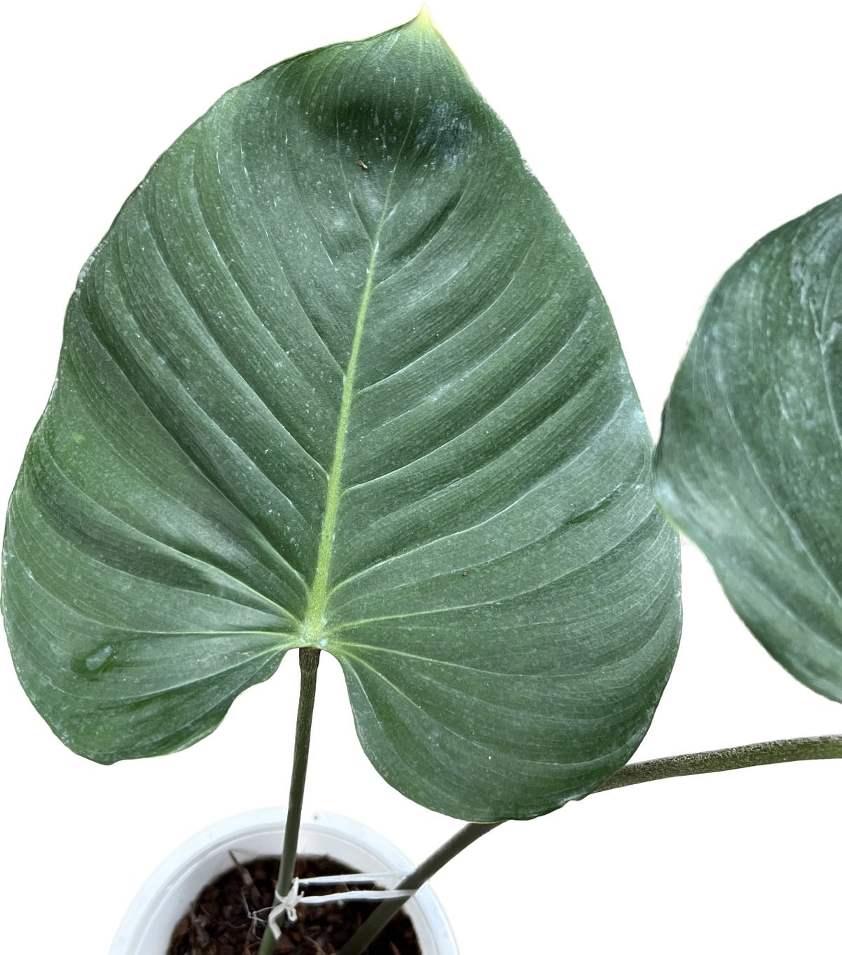 Philodendron lynamii – Thai Exotic Greenery