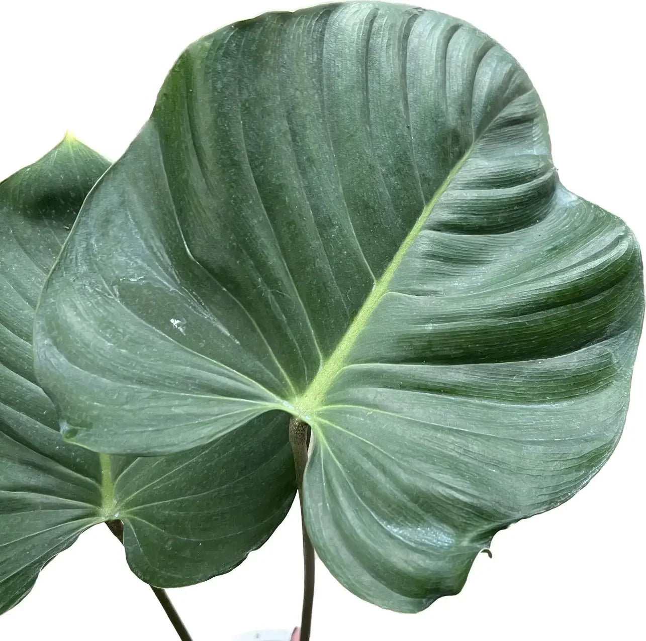 Philodendron lynamii フィロデンドロン ライナミー リナミー