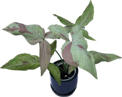 Syngonium Strawberry Milk with pastel pink and green variegated arrow-shaped leaves