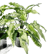 Load image into Gallery viewer, Syngonium Three Kings with marbled green, cream, and white arrowhead leaves in black pot.
