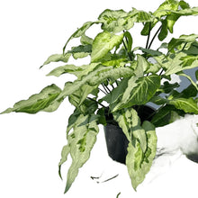 Load image into Gallery viewer, Syngonium Three Kings with marbled green, cream, and white arrowhead leaves in black pot.
