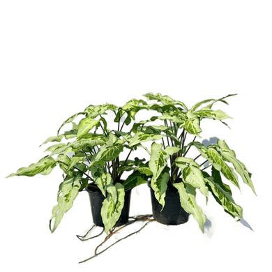Syngonium Three Kings with marbled green, cream, and white arrowhead leaves in black pot.