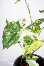 Load image into Gallery viewer, Syngonium albo variegated
