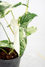 Load image into Gallery viewer, Syngonium albo variegated
