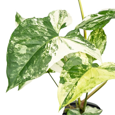 Syngonium albo variegated with marbled green and white arrow-shaped leaves.