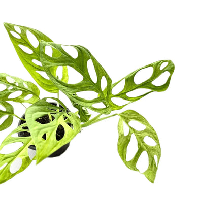 Variegated Monstera adansonii Indonesia with fenestrated green and yellow leaves.