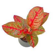 Load image into Gallery viewer, Aglaonema &quot;Sup mongkol&quot;
