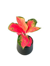 Load image into Gallery viewer, Aglaonema &quot;Chang dang&quot;
