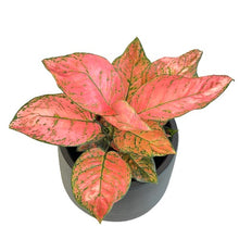 Load image into Gallery viewer, Aglaonema &quot;Valentine&quot;
