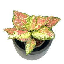 Load image into Gallery viewer, Aglaonema Anyamanee tricolor
