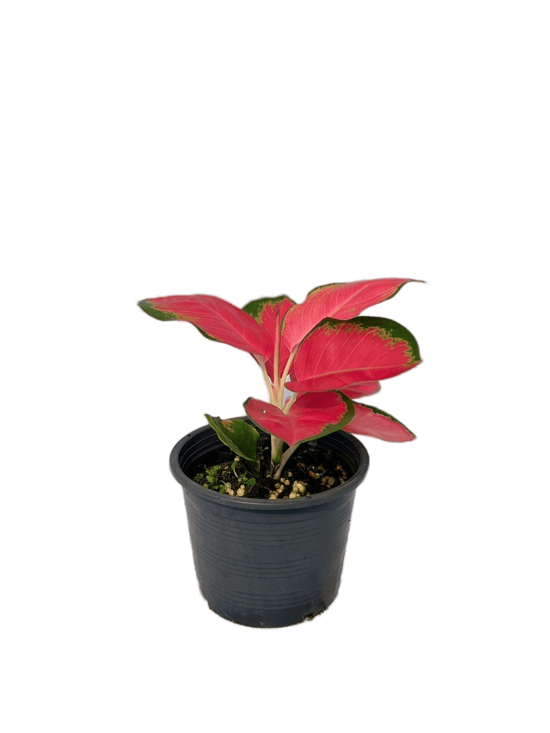 Aglaonema suksom jaipong – Thai Exotic Greenery