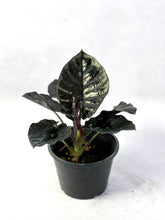 Load image into Gallery viewer, Alocasia infernalis
