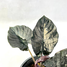 Load image into Gallery viewer, Alocasia infernalis
