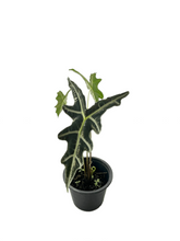 Load image into Gallery viewer, Alocasia nobilis
