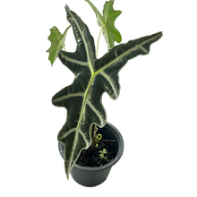 Load image into Gallery viewer, Alocasia nobilis
