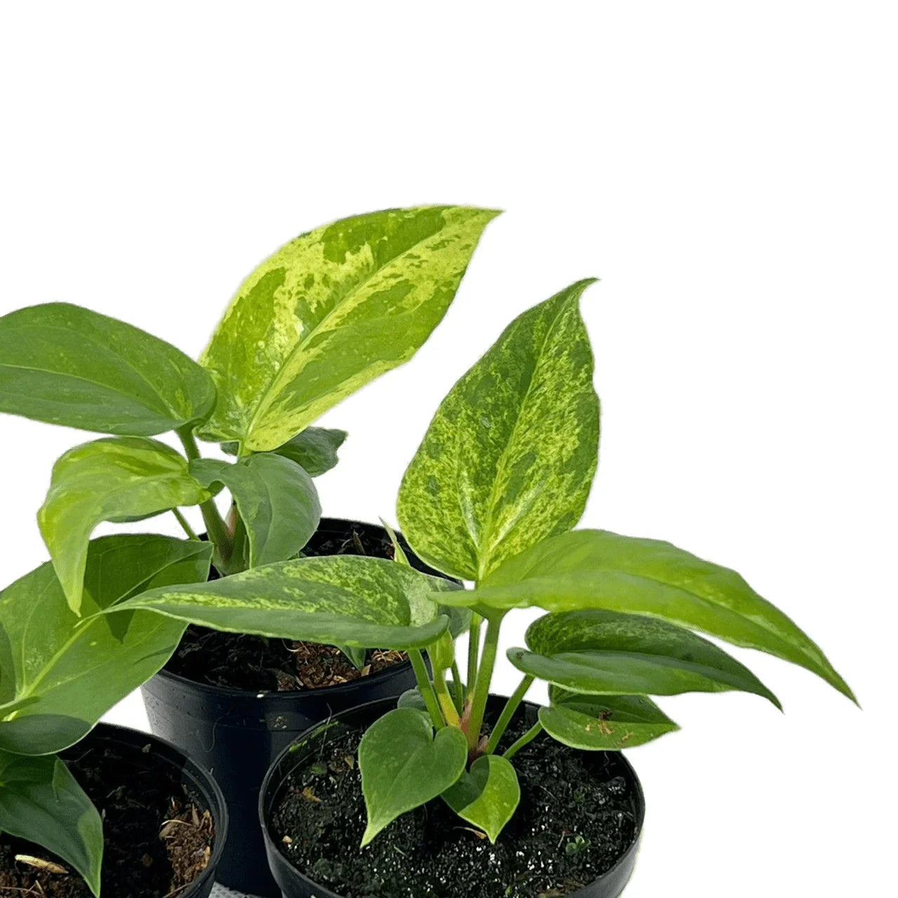 anthurium bunnings Anthurium foliage complex variegated (seedling)