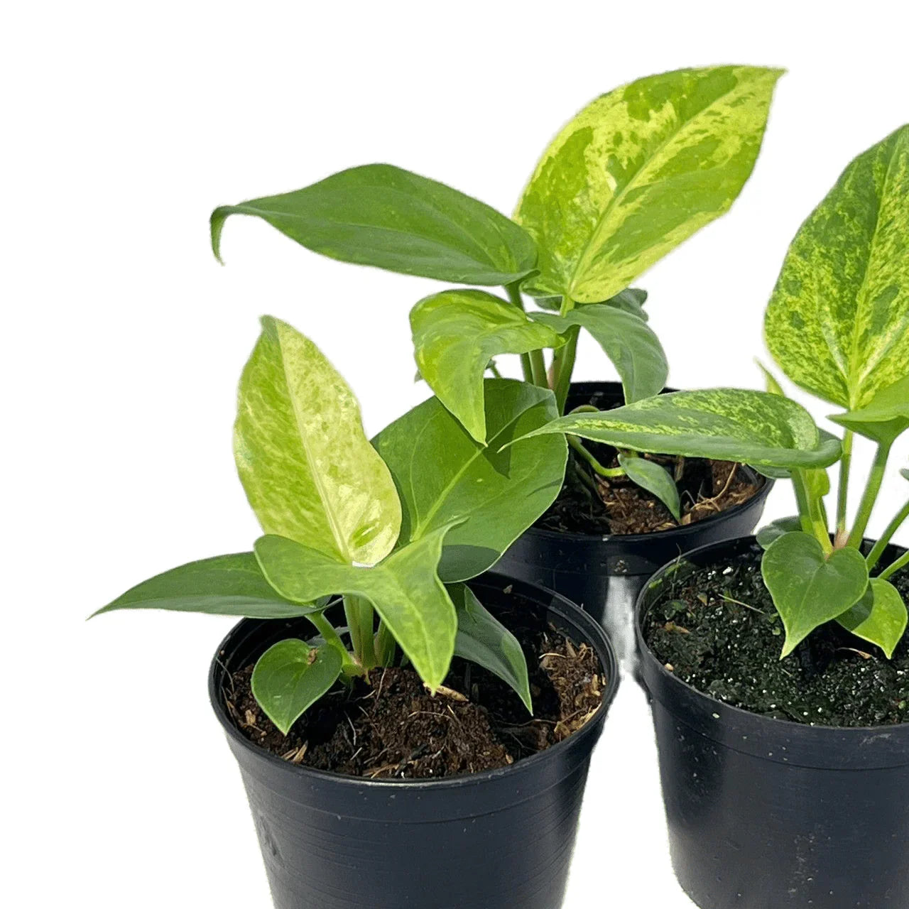 variegated anthurium foliage Anthurium foliage complex variegated (seedling) – Thai Exotic Greenery