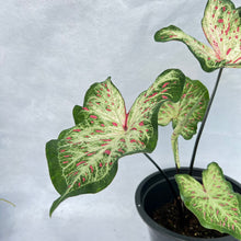 Load image into Gallery viewer, Caladium day dreamer
