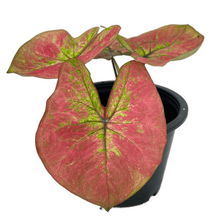 Load image into Gallery viewer, Caladium new wave
