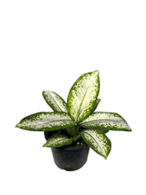 Load image into Gallery viewer, Dieffenbachia delilah
