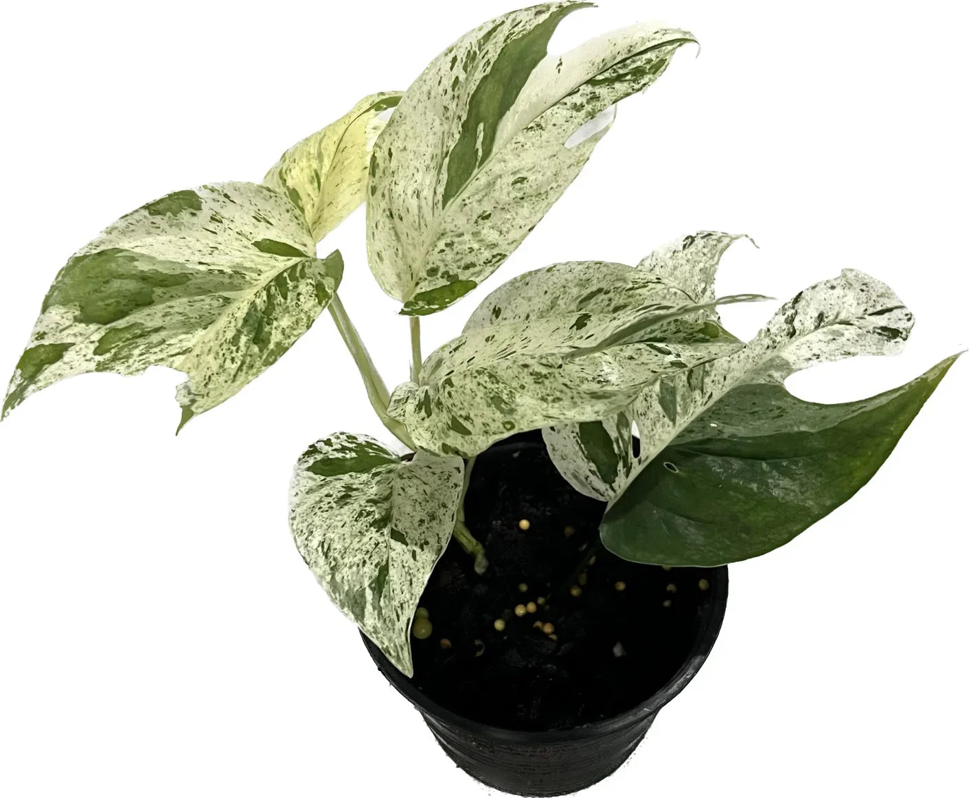 Epipremnum pinnatum variegata 'Marble'