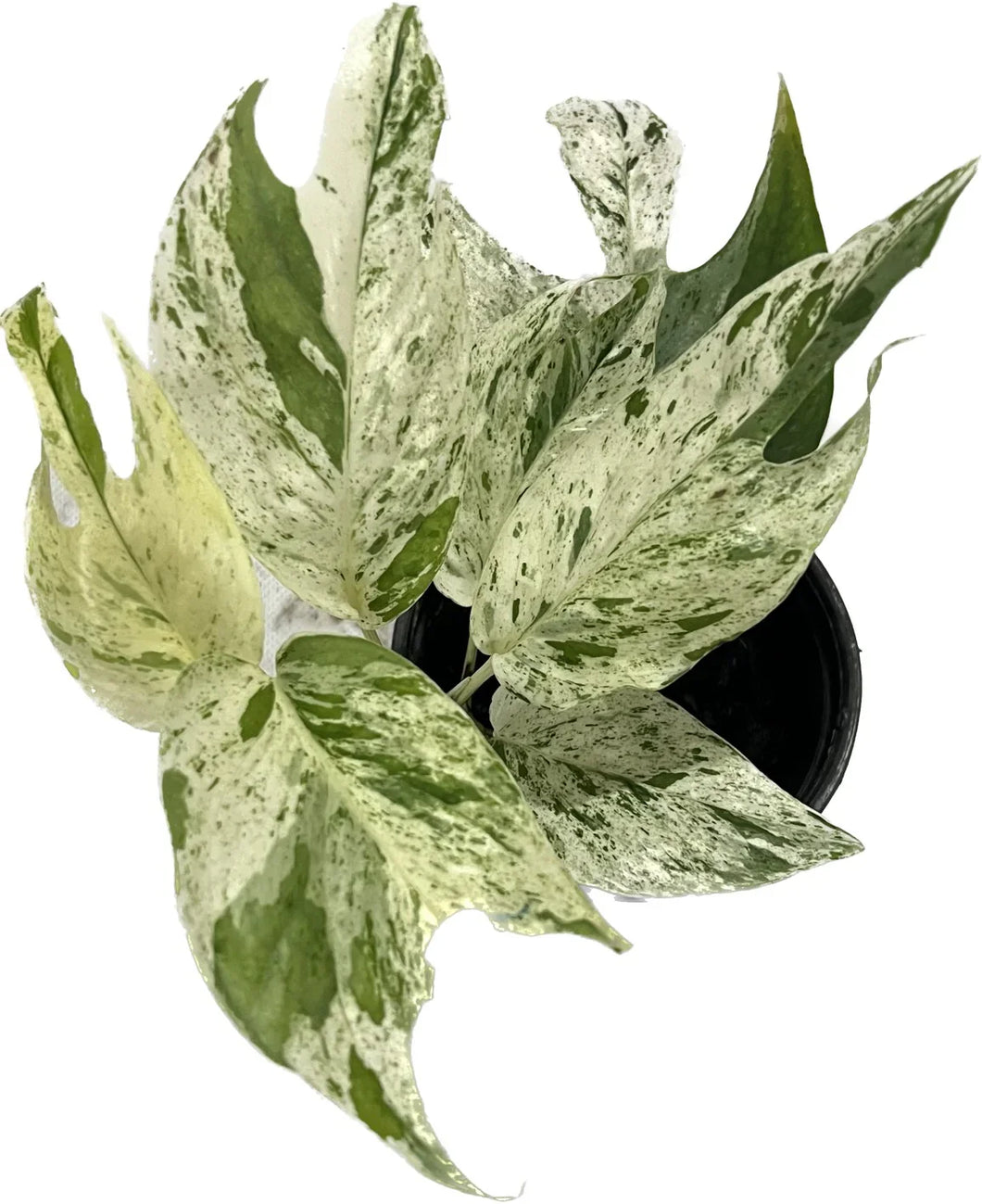 epi marble pothos Epipremnum pinnatum marble variegated – Thai Exotic Greenery