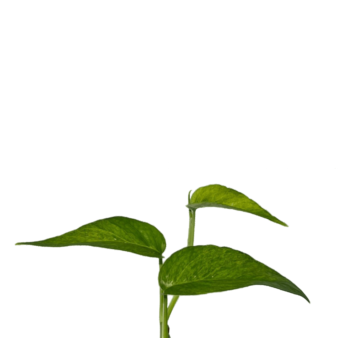 Epipremnum pinnatum mint variegated