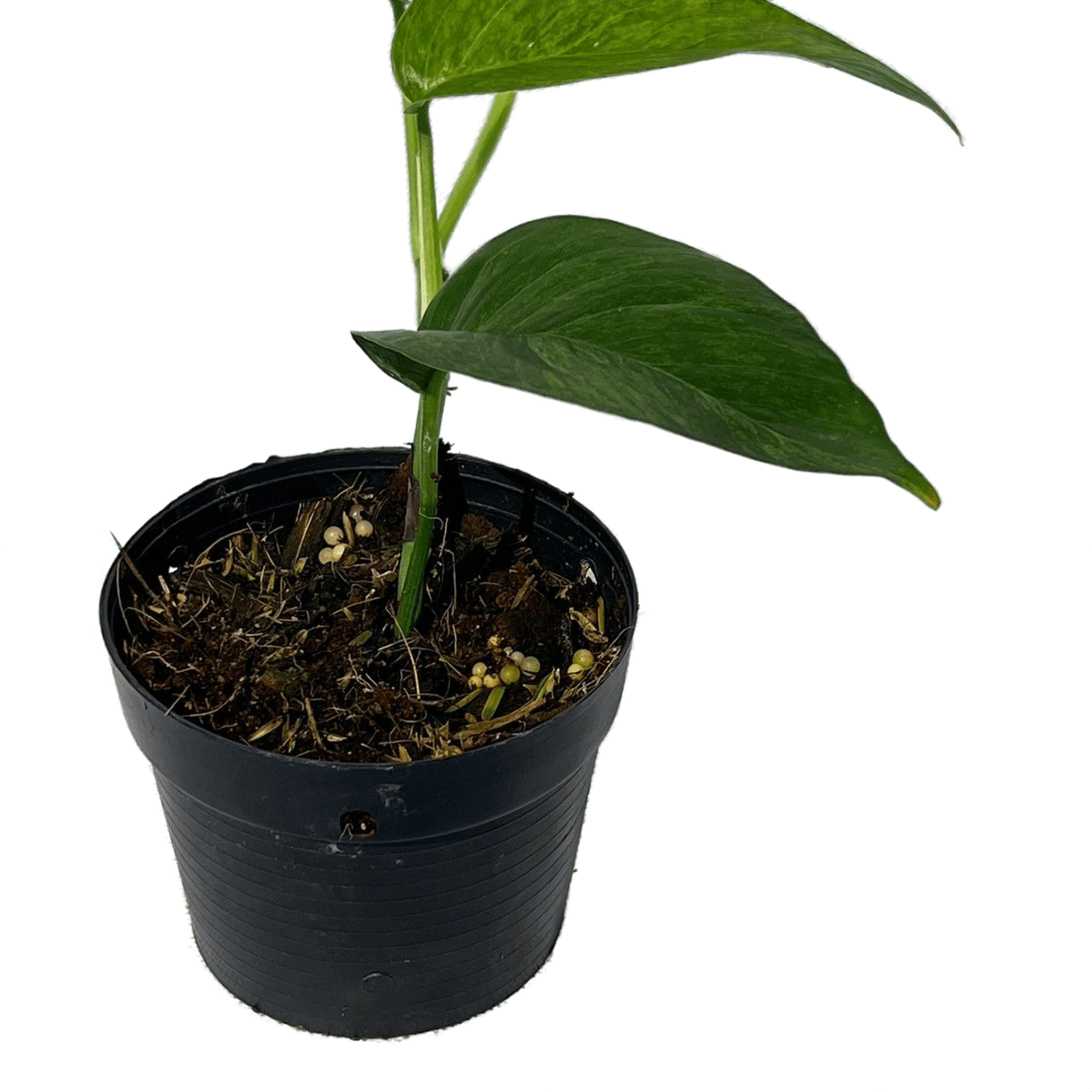 Epipremnum Pinnatum Mint, Plantes rares