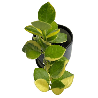Hoya australis albomarginata with round green leaves and creamy yellow-white variegation in a pot.