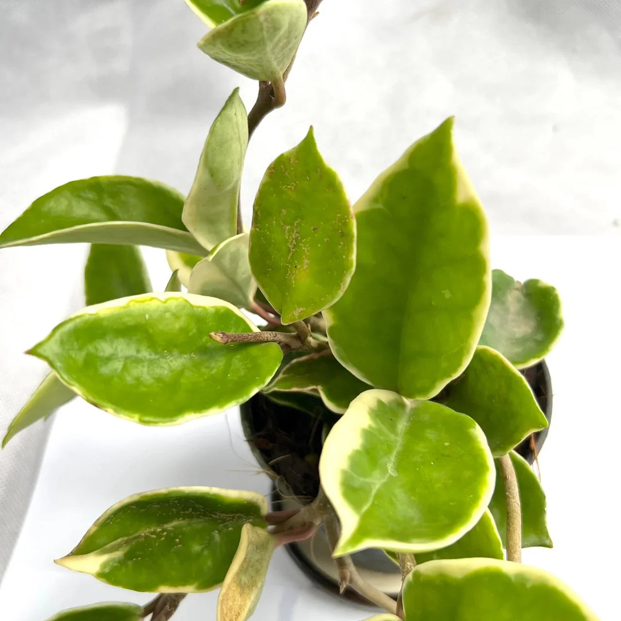 Hoya carnosa outer albo – Thai Exotic Greenery